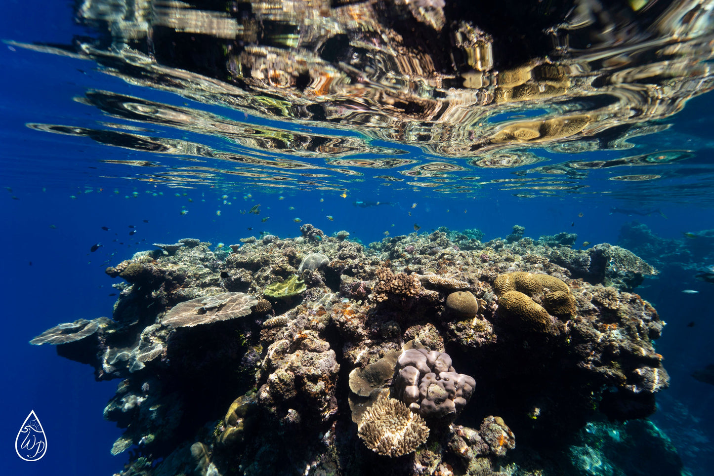 Women's Solomon Islands Spearfishing & Freediving Expedition