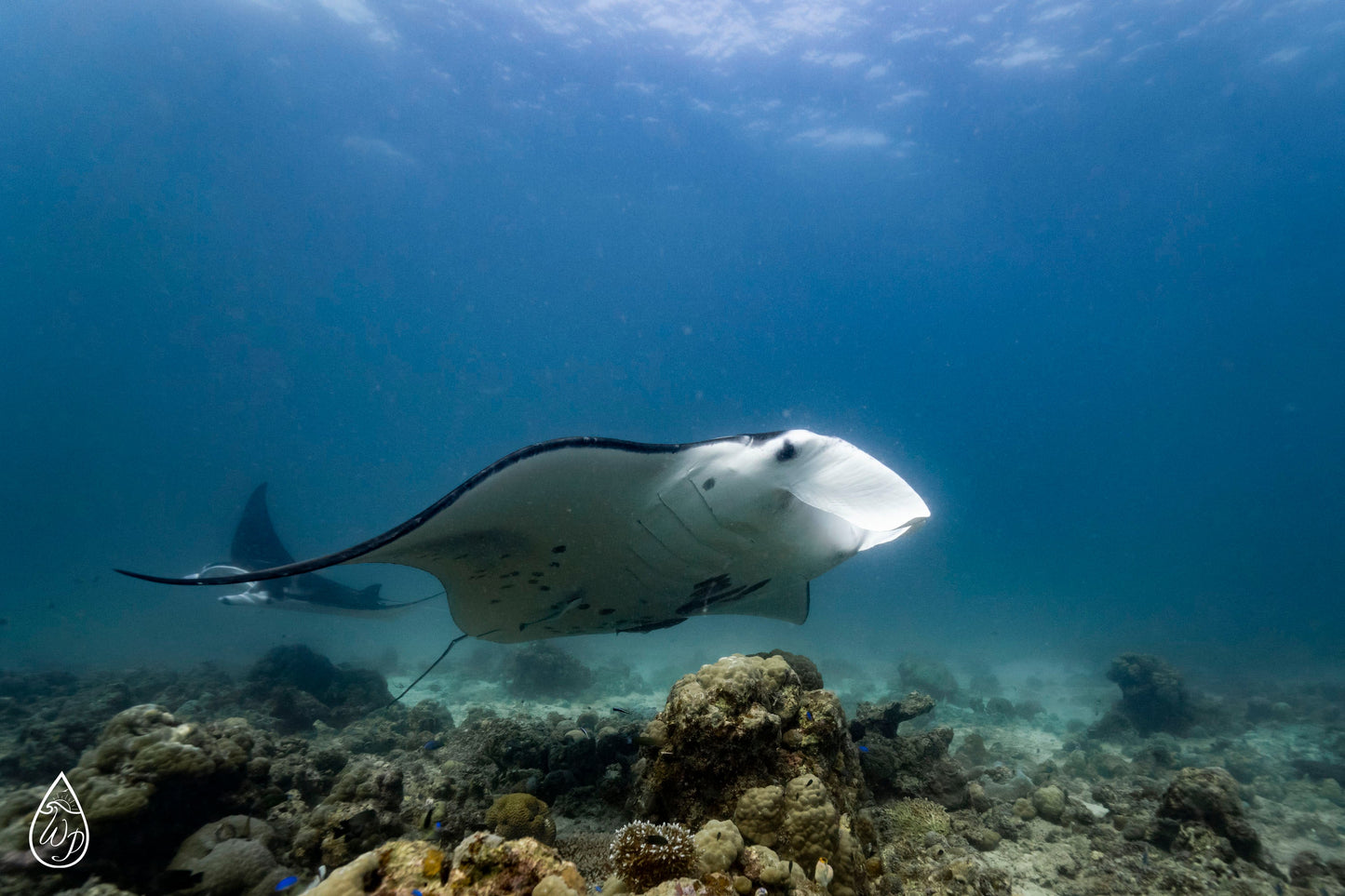 Women's Solomon Islands Spearfishing & Freediving Expedition