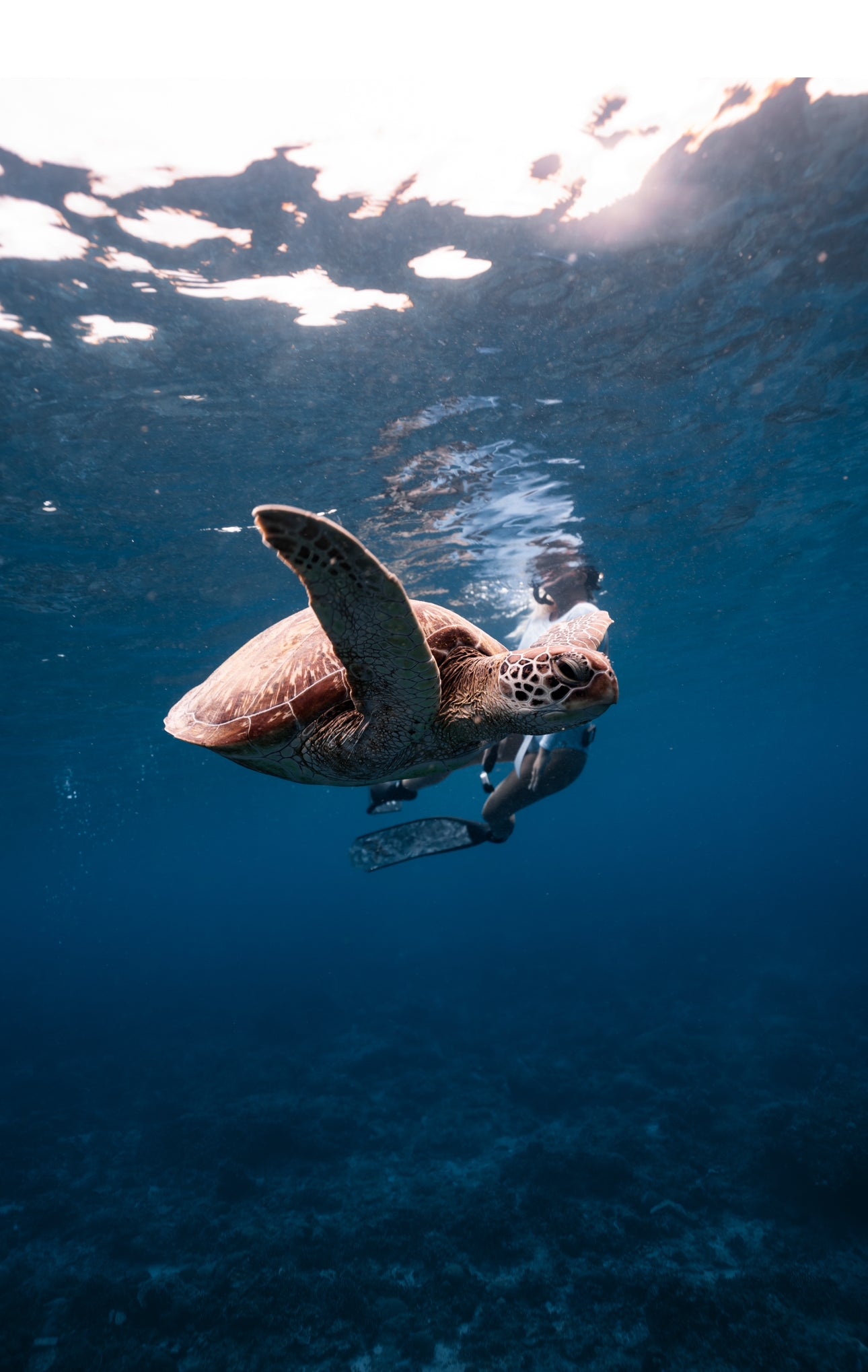 Gili Trawangan Freediving Trip
