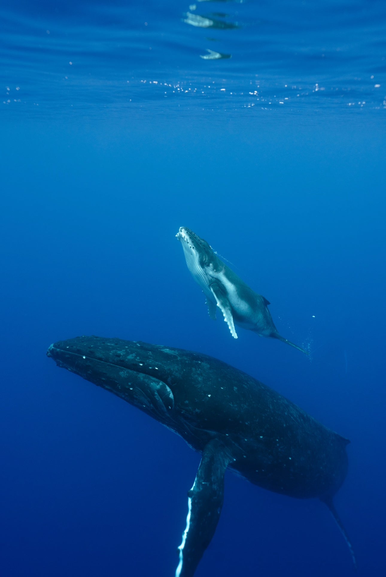 Cook Islands Humpback Whale and Freediving Trip