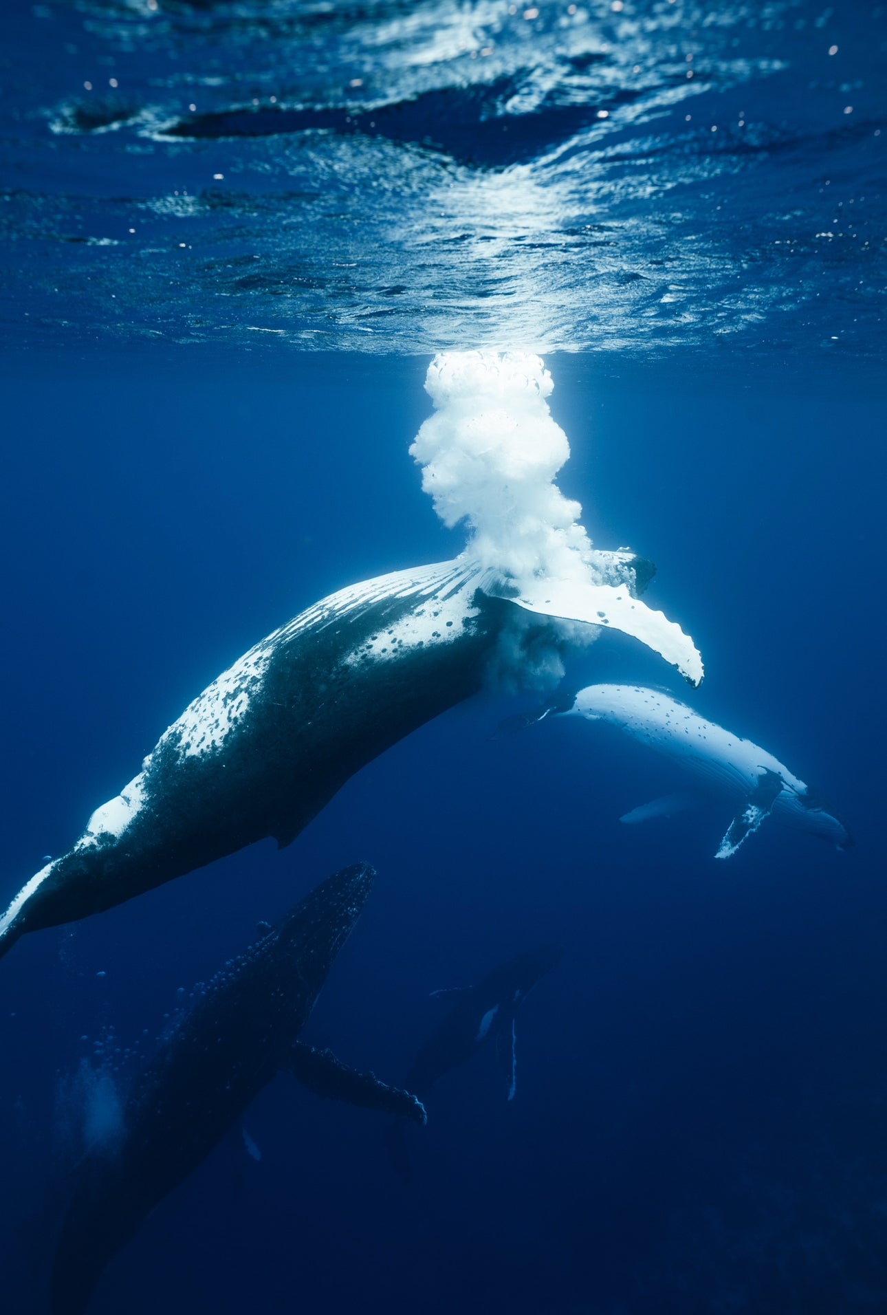Cook Islands Humpback Whale and Freediving Trip