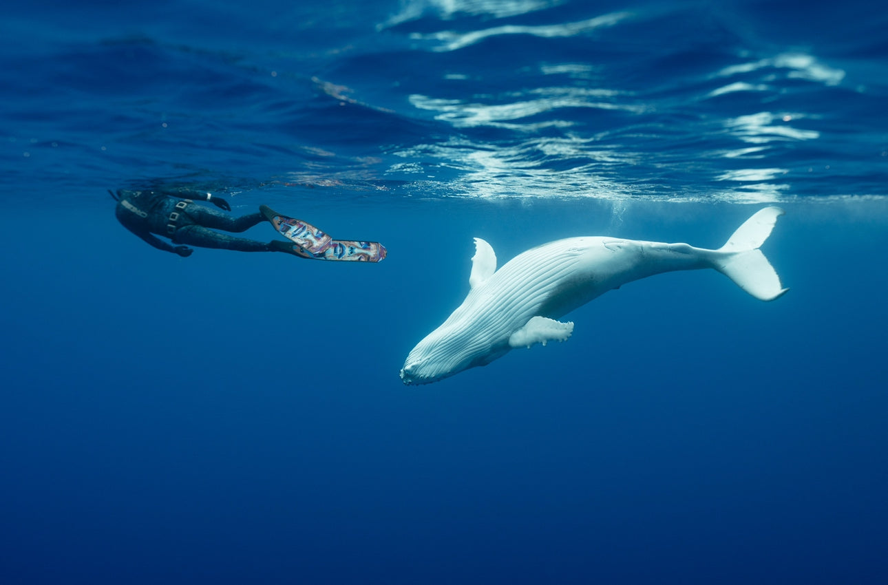 Cook Islands Humpback Whale and Freediving Trip