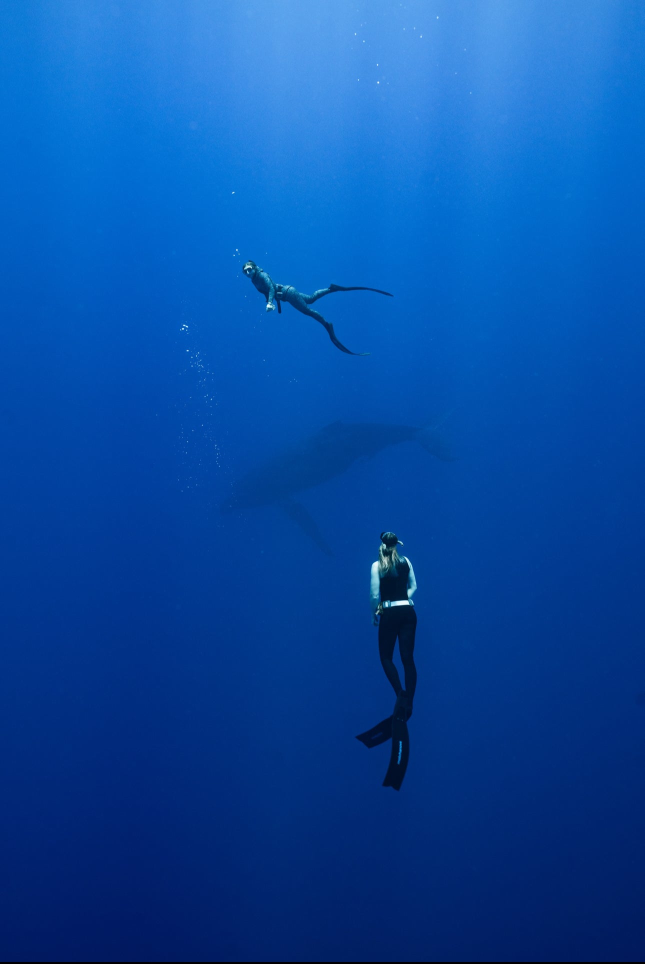 Cook Islands Humpback Whale and Freediving Trip