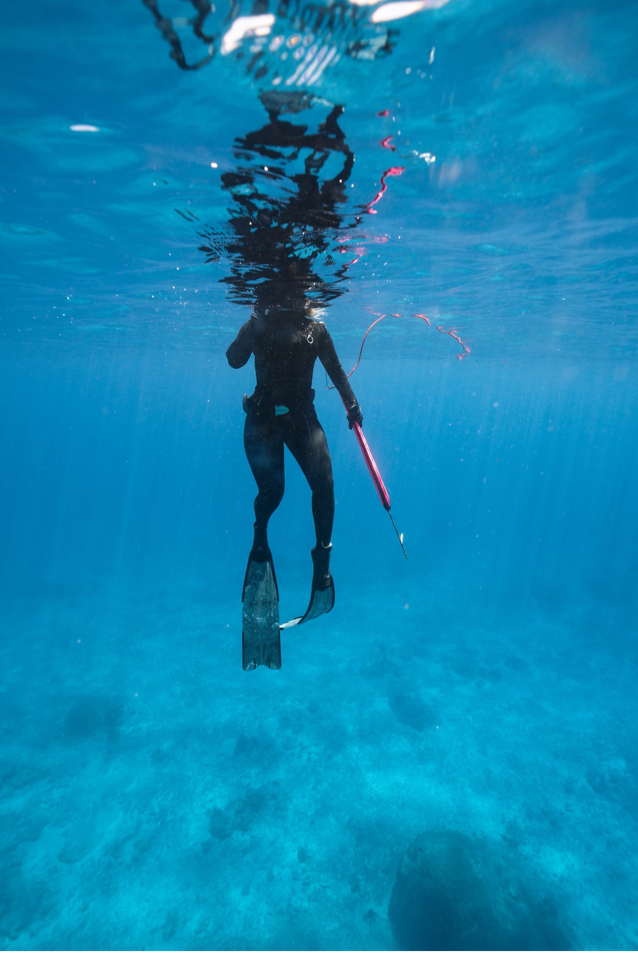 1 Day Spearfishing Course