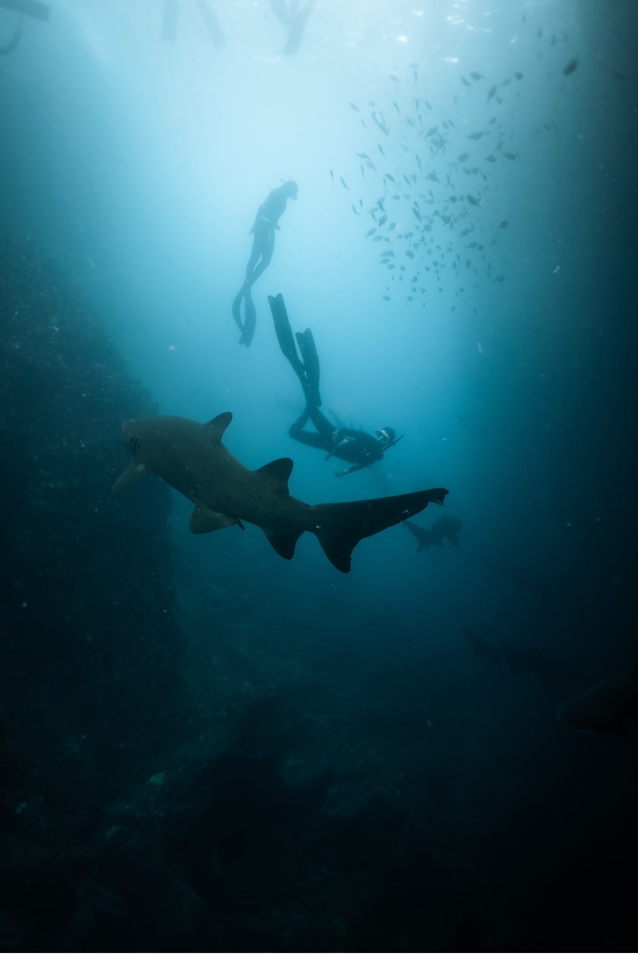 Broughton & Cabbage Tree Island Snorkel / Freedive Trip