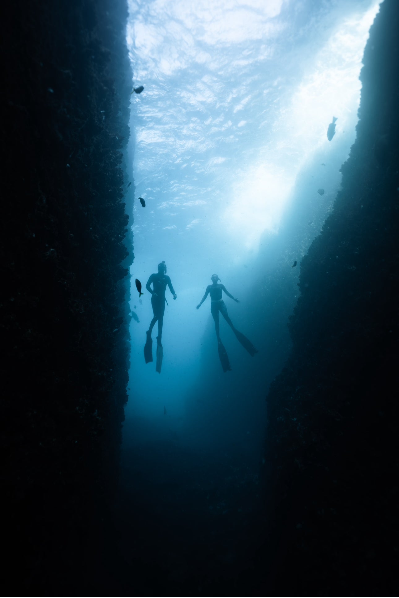 Broughton & Cabbage Tree Island Snorkel / Freedive Trip