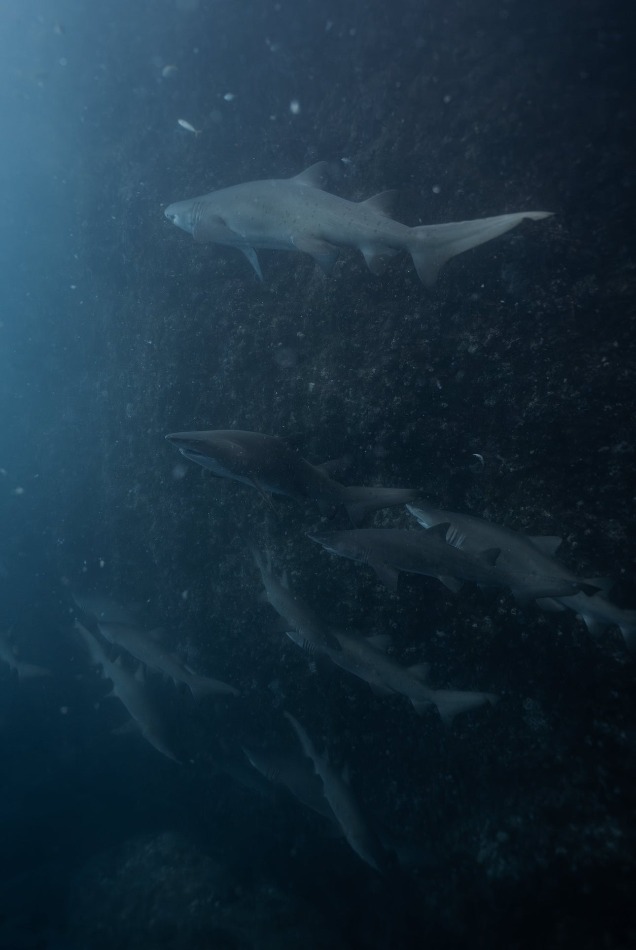 Broughton & Cabbage Tree Island Snorkel / Freedive Trip