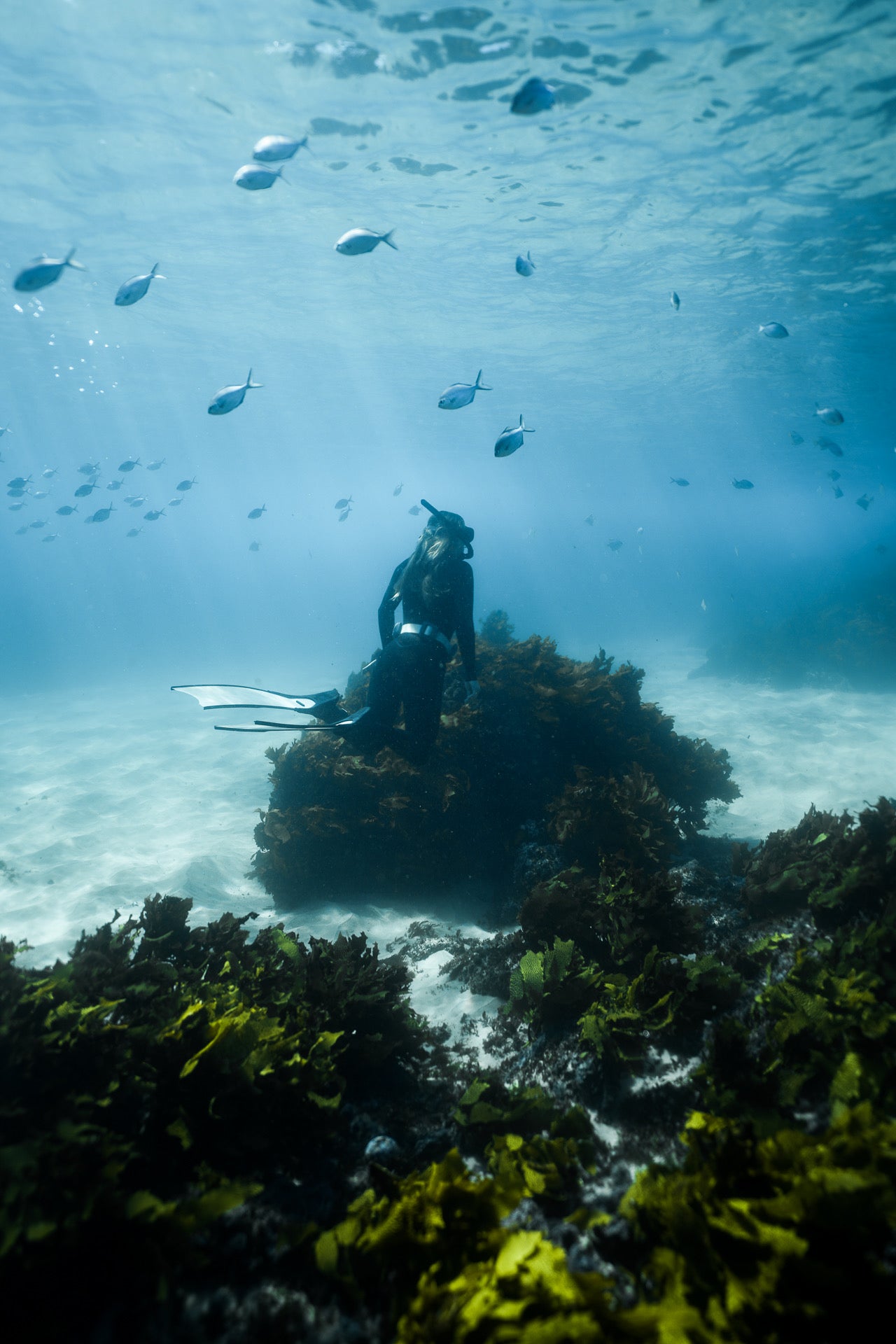 Fly Point Snorkel Tour - Nelson Bay/Port Stephens