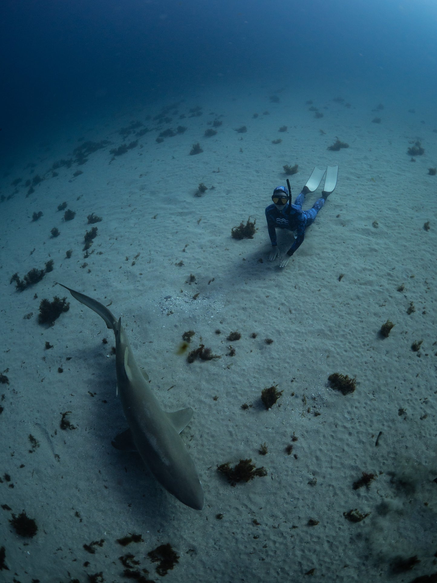 Broughton & Cabbage Tree Island Snorkel / Freedive Trip