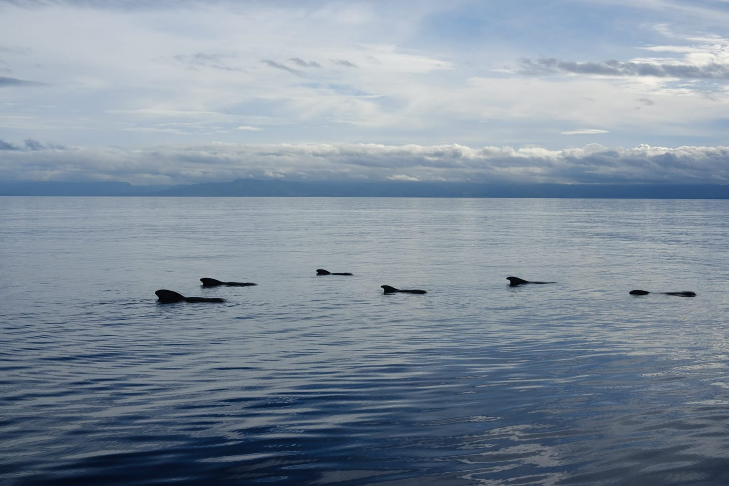 FIJI - Women's Freediving & Spearfishing Trip