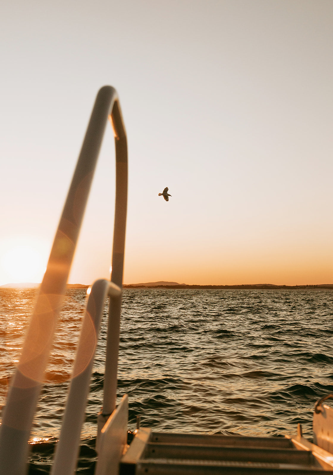 Sunset, Seals & Sip - Island Boat Trip