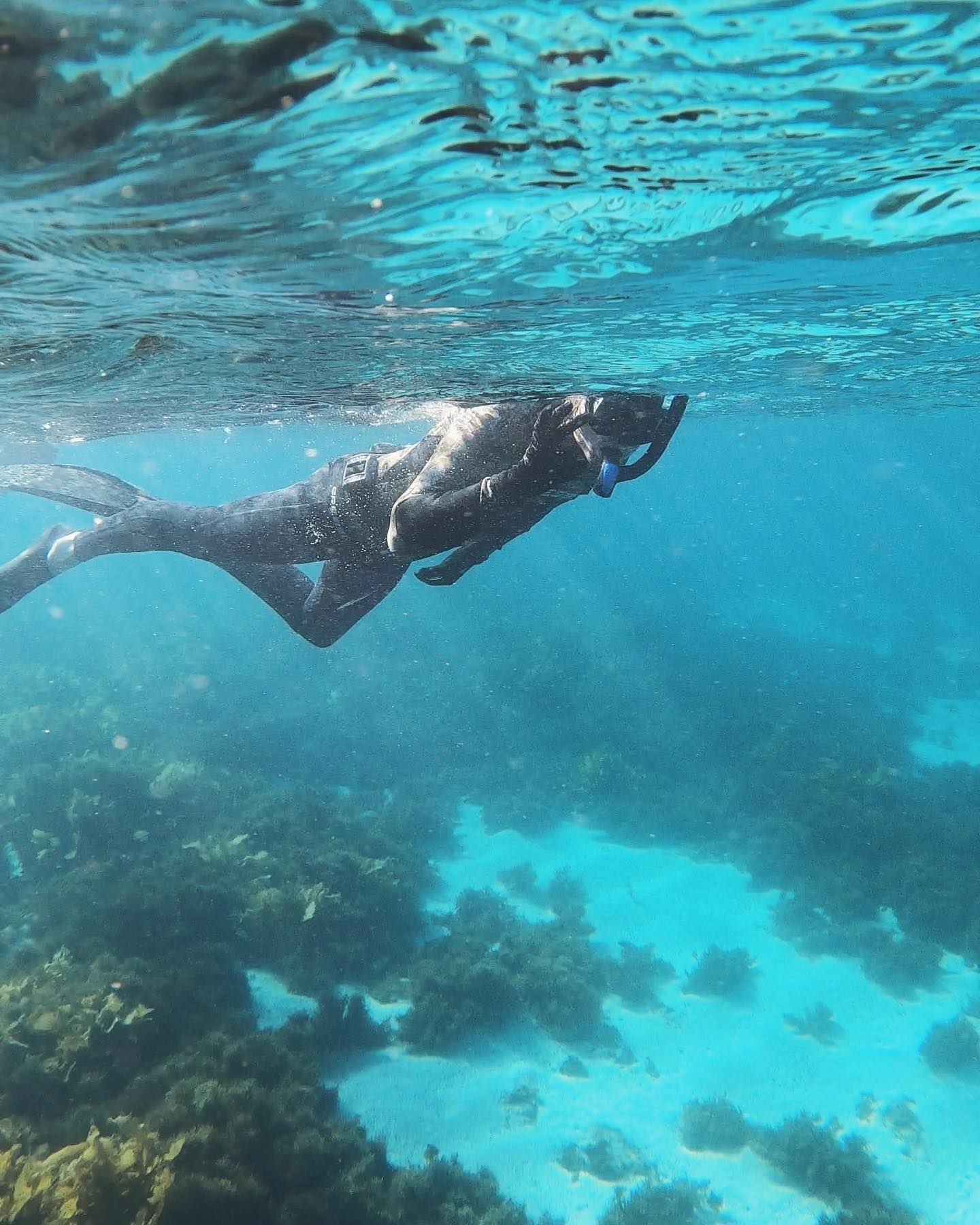 Fly Point Snorkel Tour - Nelson Bay/Port Stephens