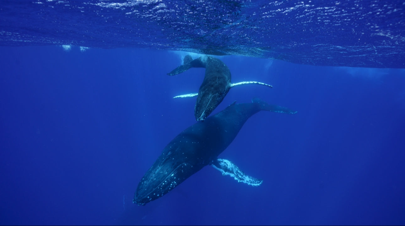 Tonga Whale Swim & Spearfishing Retreat - Eua, Kingdom of Tonga