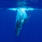 Tonga Whale Swim & Spearfishing Retreat - Eua, Kingdom of Tonga