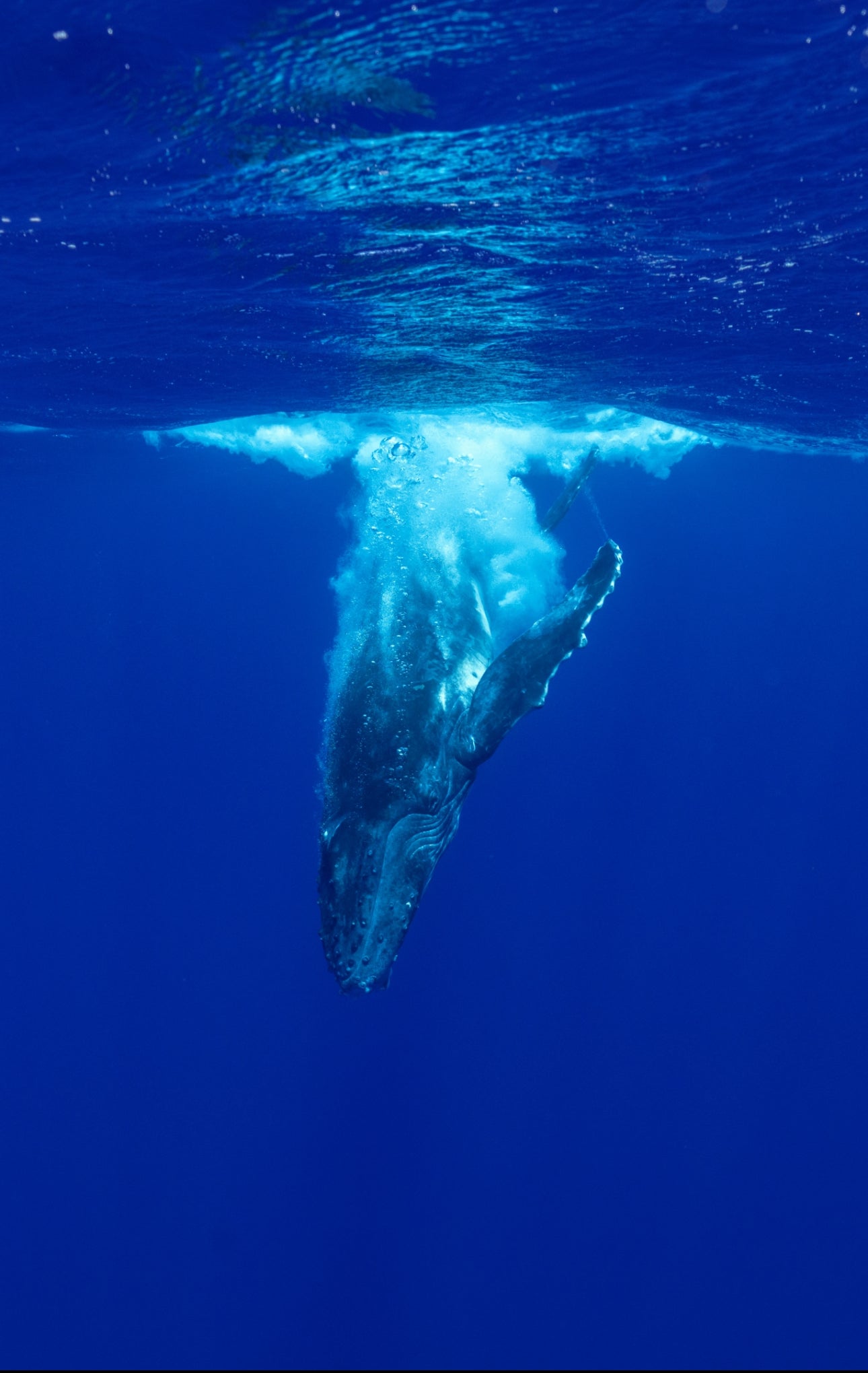 Tonga Freediving, Whale Swimming & Spearfishing Expedition