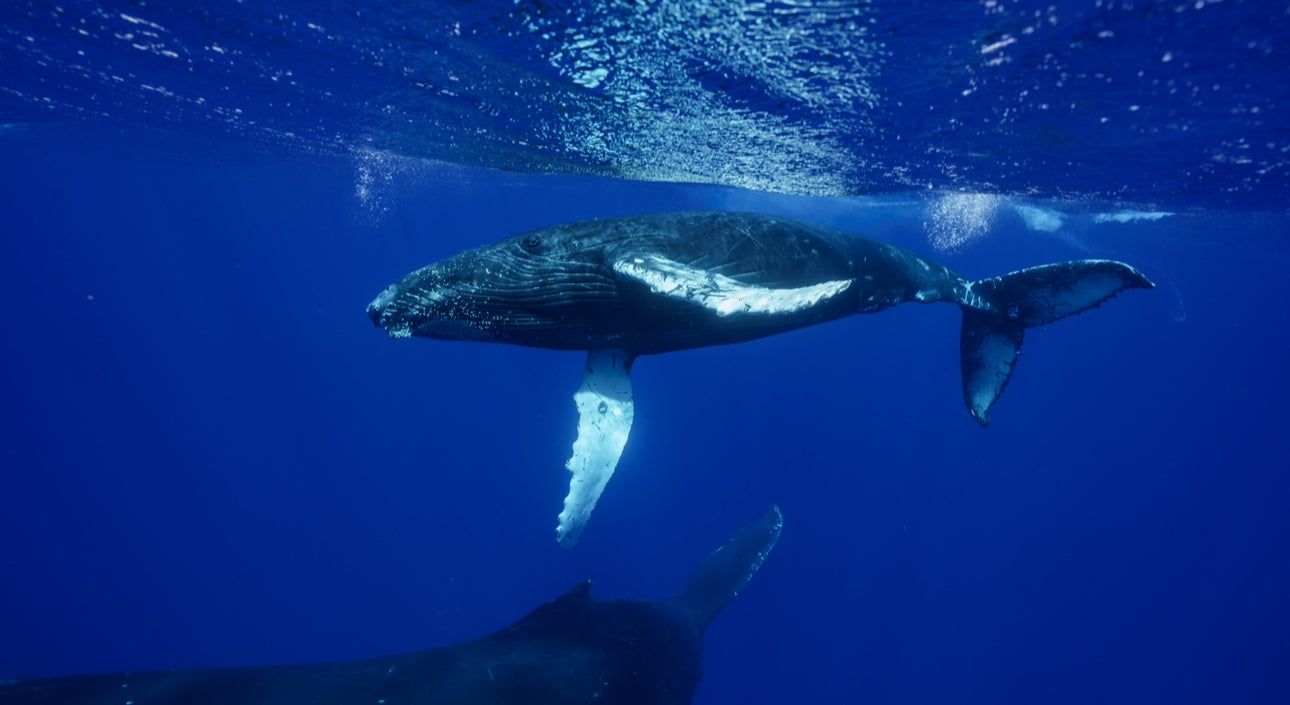 Tonga Freediving, Whale Swimming & Spearfishing Expedition