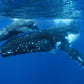 Tonga Whale Swim & Spearfishing Retreat - Eua, Kingdom of Tonga