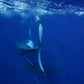 Tonga Whale Swim & Spearfishing Retreat - Eua, Kingdom of Tonga