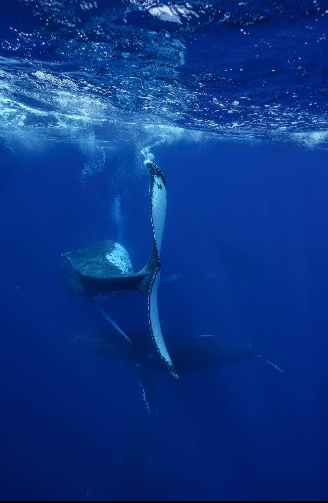 Tonga Whale Swim & Spearfishing Retreat - Eua, Kingdom of Tonga