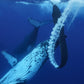 Tonga Whale Swim & Spearfishing Retreat - Eua, Kingdom of Tonga