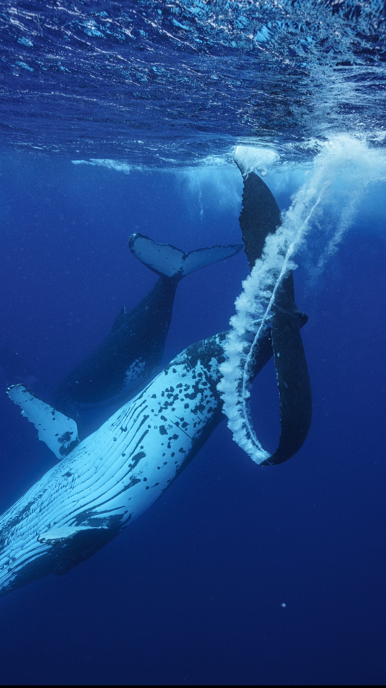 Tonga Whale Swim & Spearfishing Retreat - Eua, Kingdom of Tonga