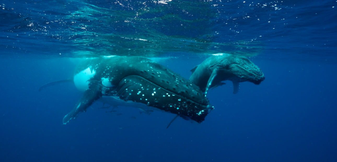 Tonga Whale Swim & Spearfishing Retreat - Eua, Kingdom of Tonga