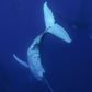 Tonga Whale Swim & Spearfishing Retreat - Eua, Kingdom of Tonga