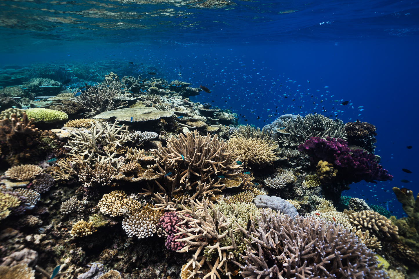 Fiji Freediving & Spearfishing Trip