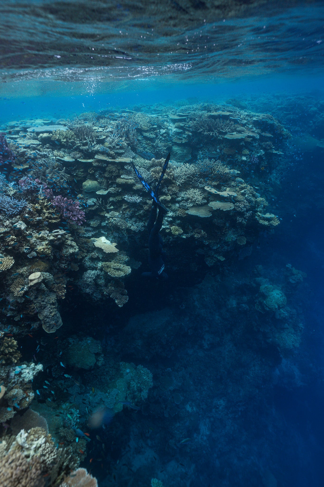 Fiji Freediving & Spearfishing Trip