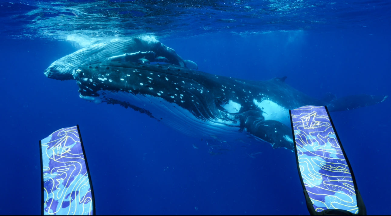 Tonga Whale Swim & Spearfishing Retreat - Eua, Kingdom of Tonga