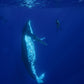 Tonga Whale Swim & Spearfishing Retreat - Eua, Kingdom of Tonga