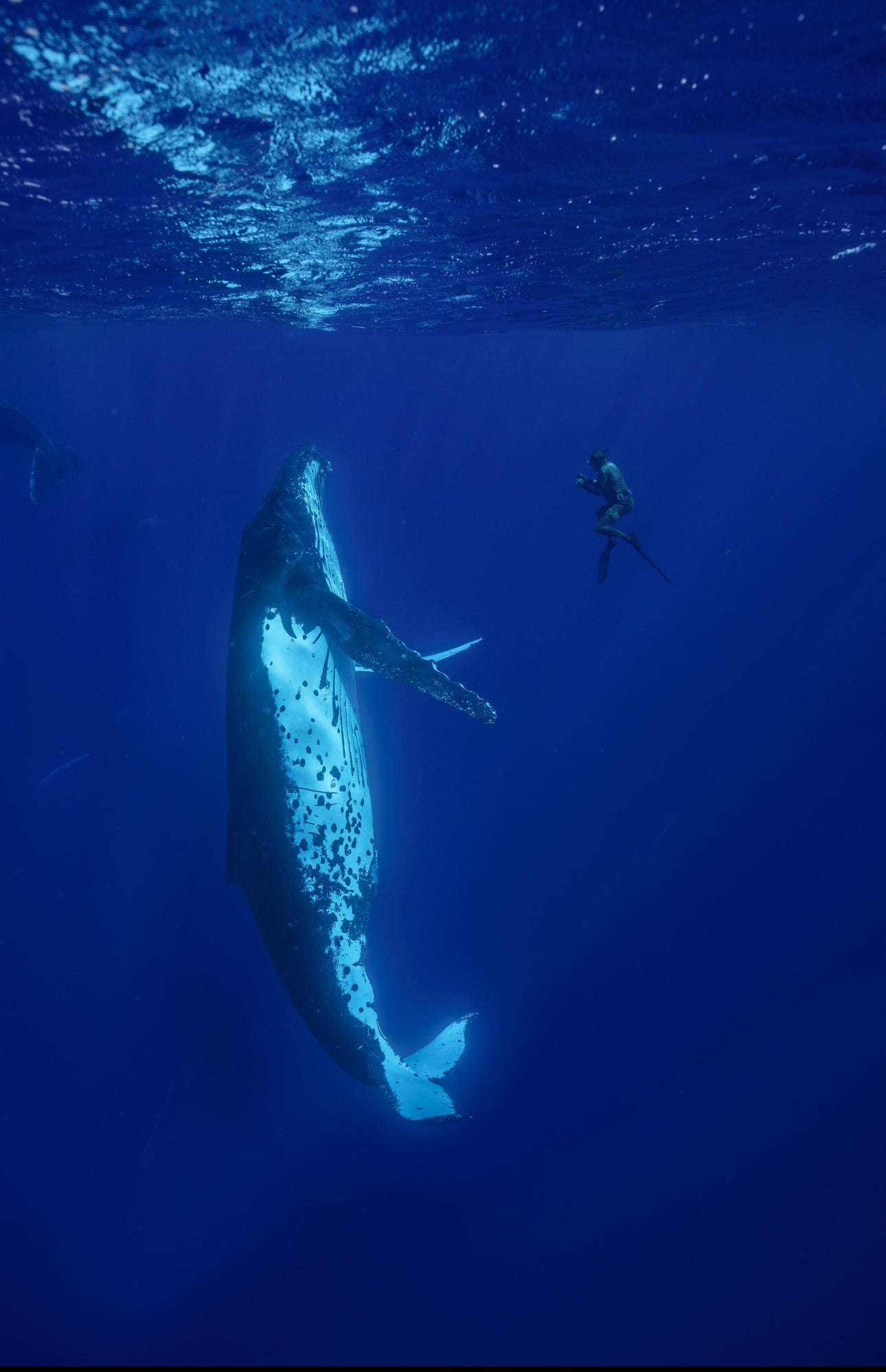 Tonga Freediving, Whale Swimming & Spearfishing Expedition