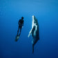Cook Islands Humpback Whale and Freediving Trip