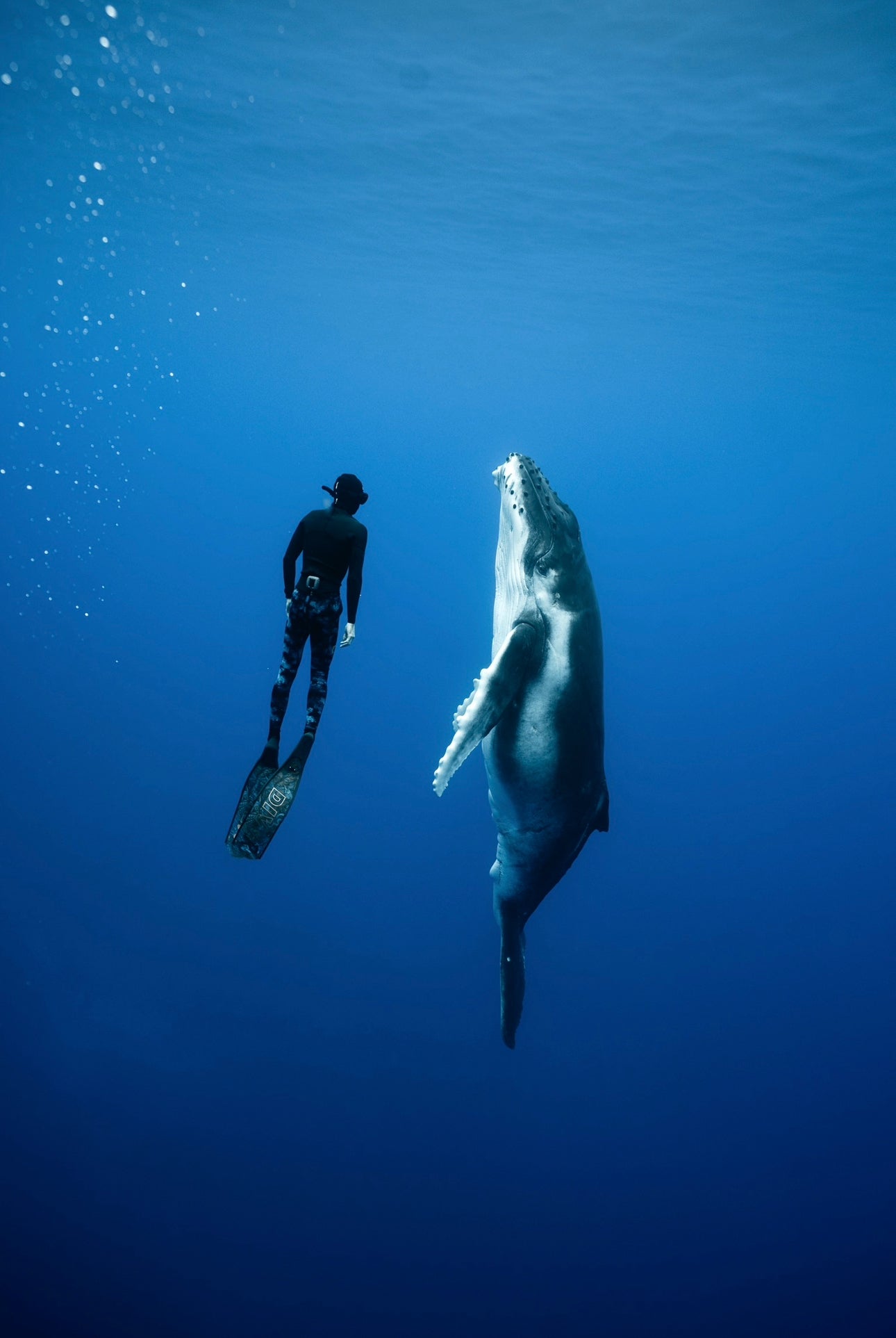 Cook Islands Humpback Whale and Freediving Trip
