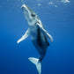Cook Islands Humpback Whale and Freediving Trip