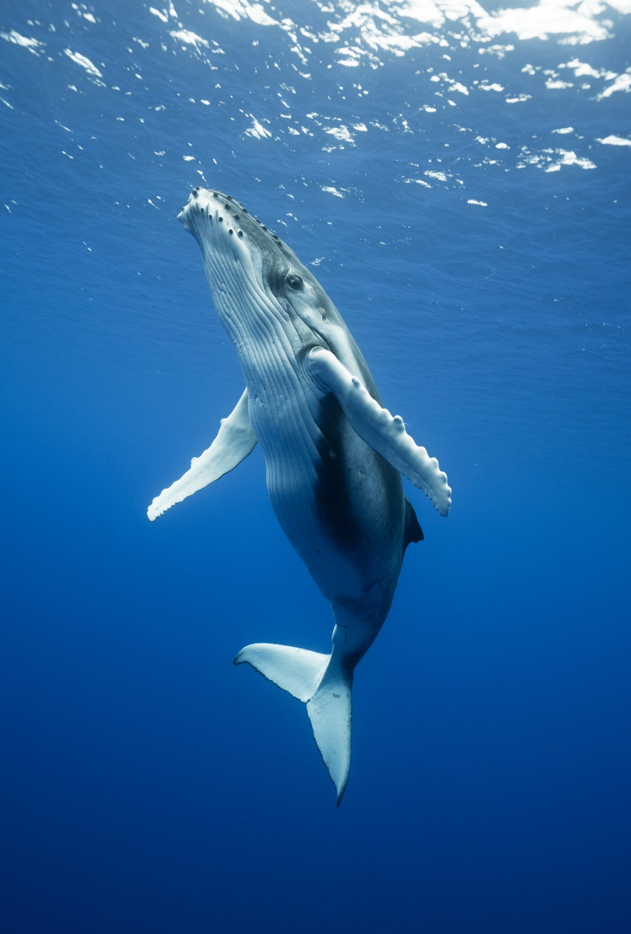 Cook Islands Humpback Whale and Freediving Trip