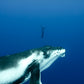 Cook Islands Humpback Whale and Freediving Trip