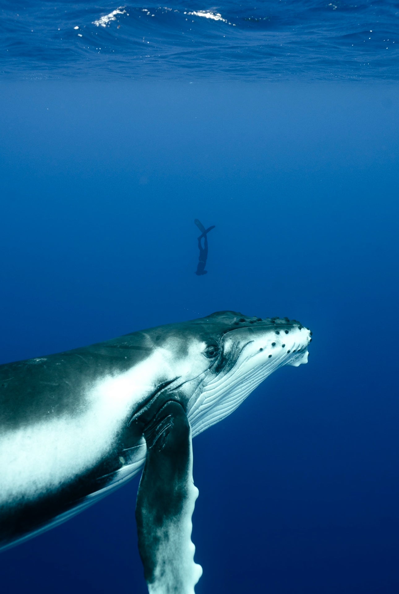 Cook Islands Humpback Whale and Freediving Trip