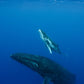 Cook Islands Humpback Whale and Freediving Trip