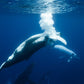 Cook Islands Humpback Whale and Freediving Trip