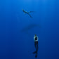 Cook Islands Humpback Whale and Freediving Trip