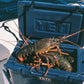 New Zealand Spearfishing Trip