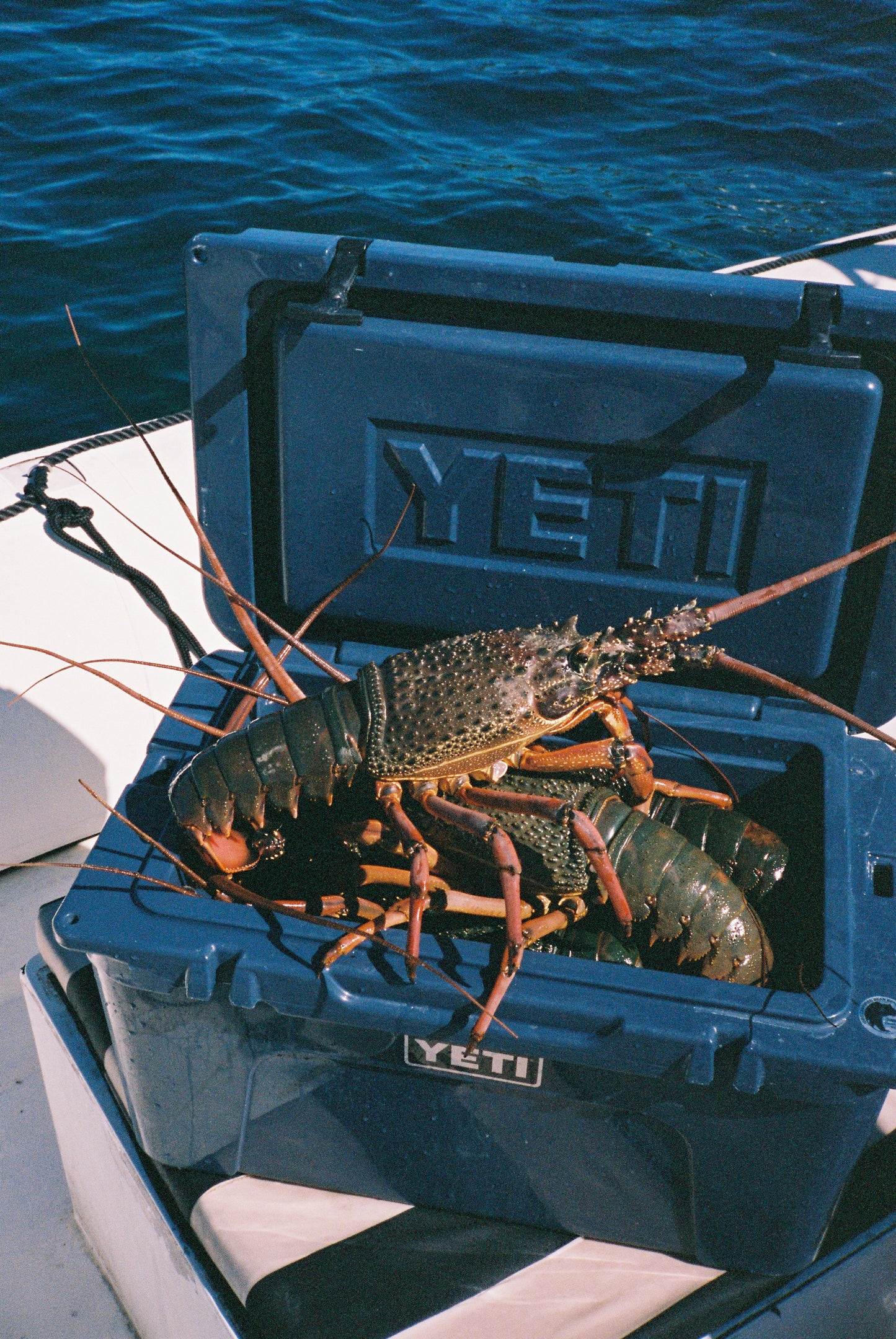 New Zealand Spearfishing Trip
