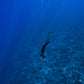 Gili Trawangan Freediving Trip