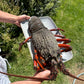 New Zealand Spearfishing Trip