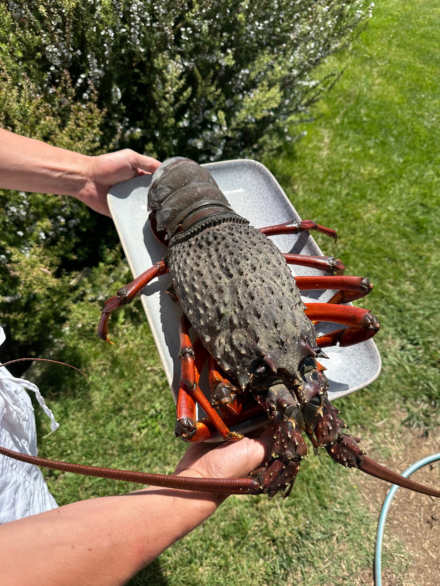 New Zealand Spearfishing Trip