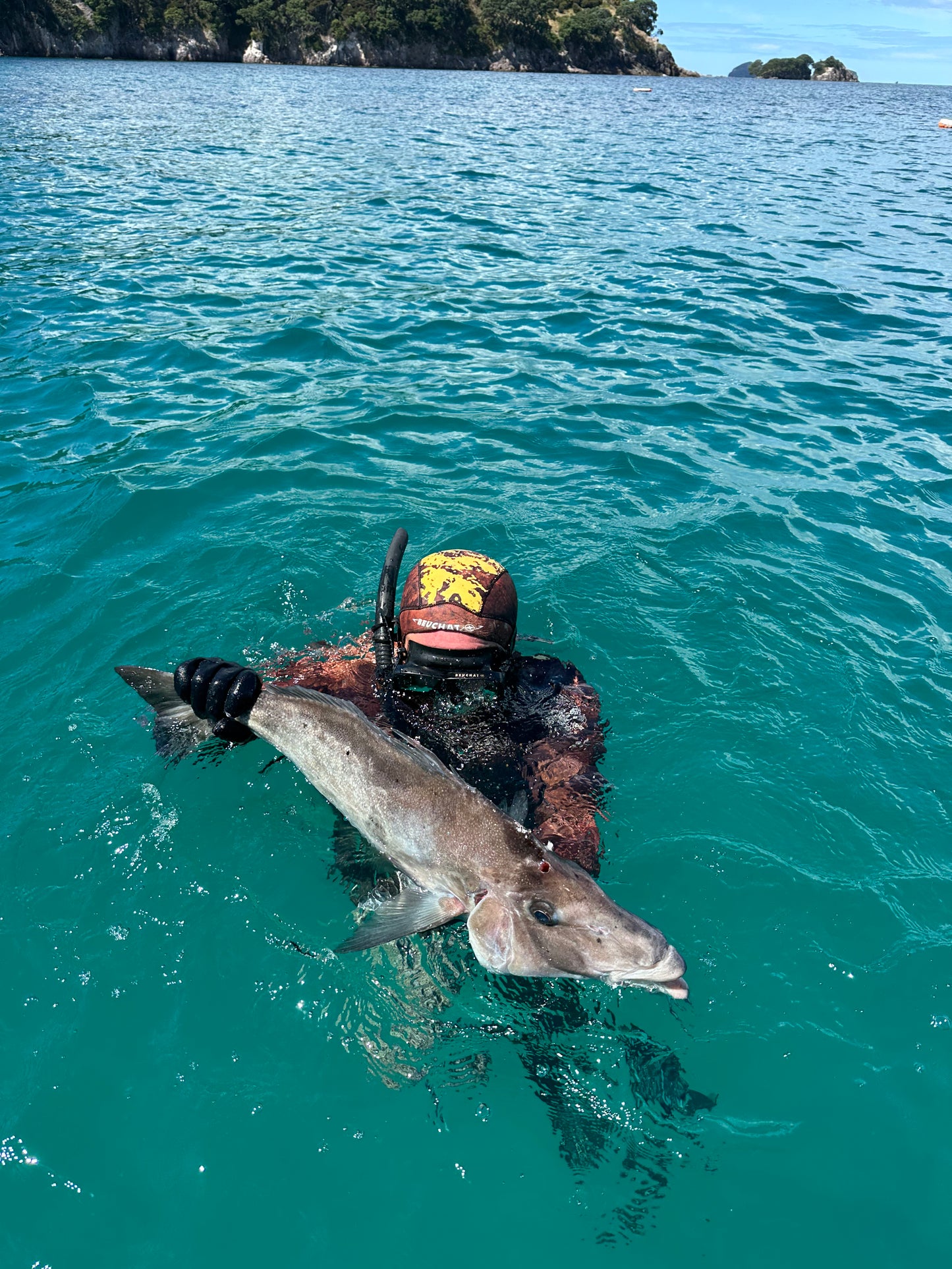 New Zealand Spearfishing Trip