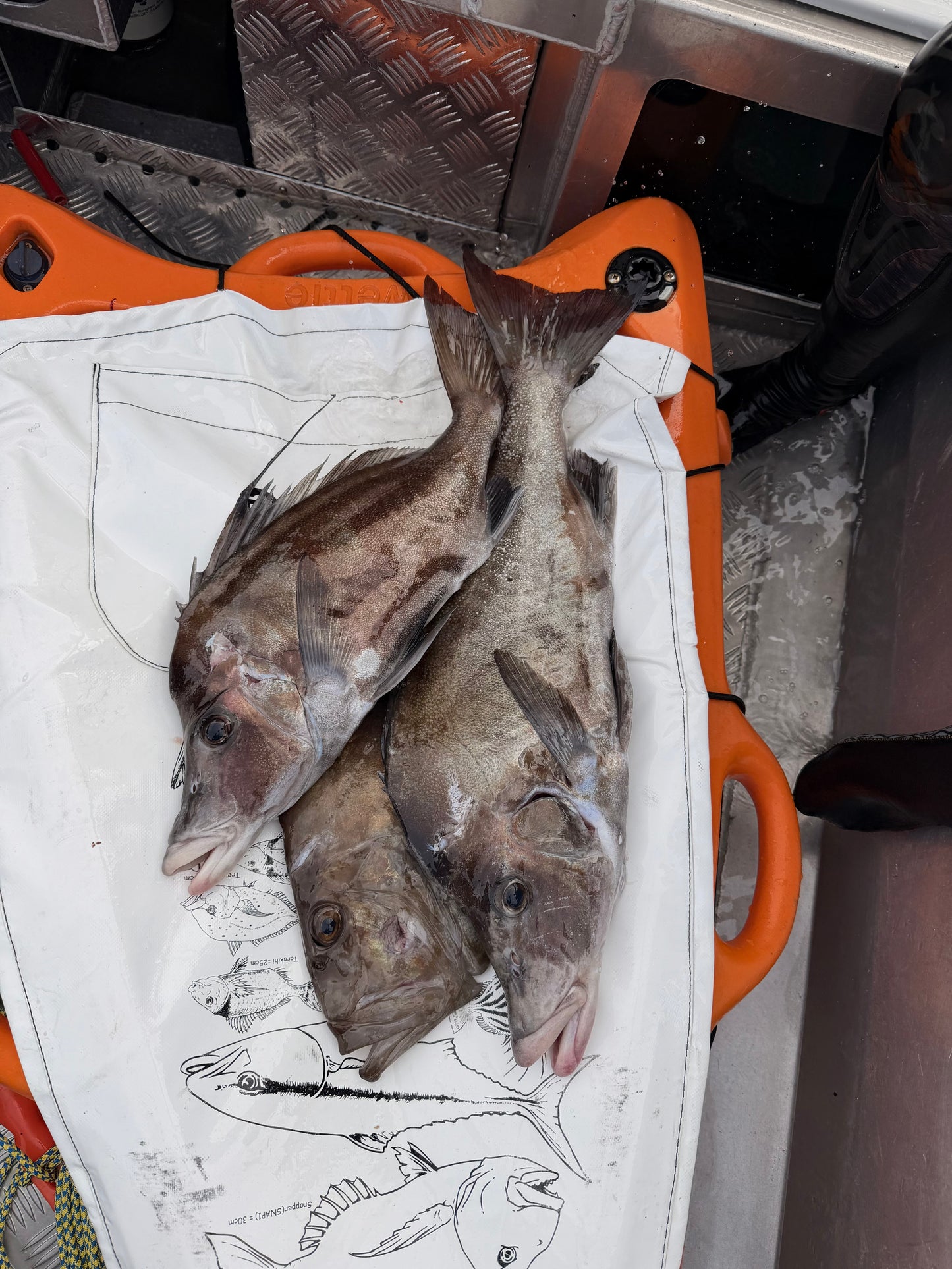 New Zealand Spearfishing Trip