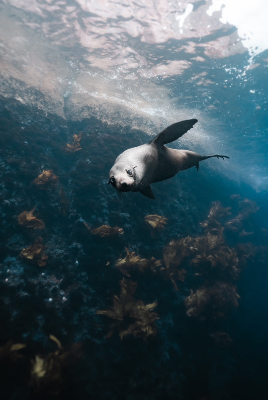 Sunset, Seals & Sip - Island Boat Trip