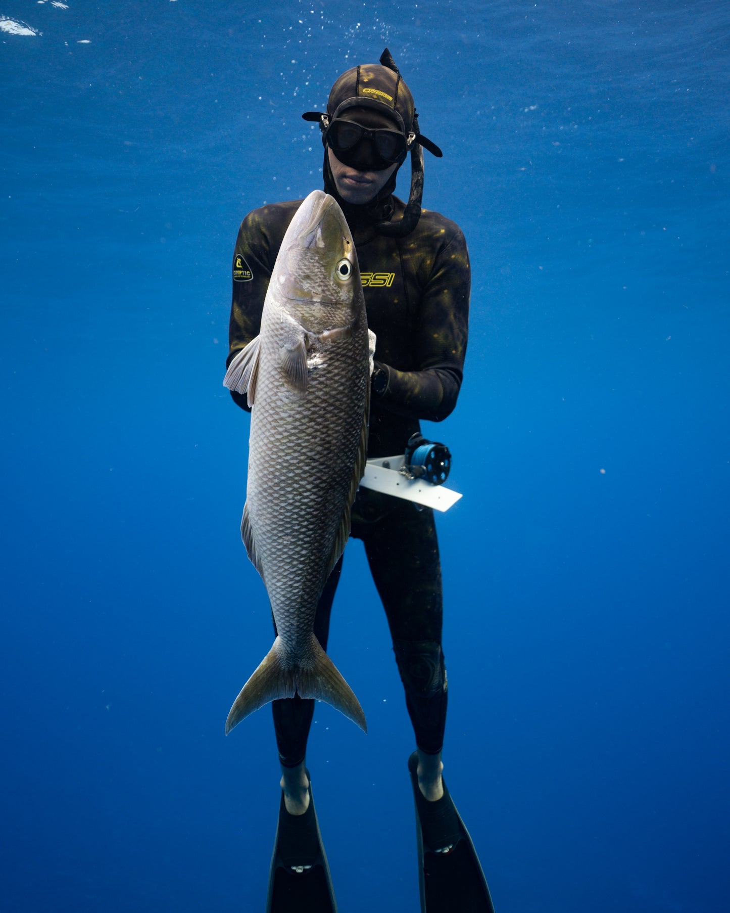 Tonga Freediving, Whale Swimming & Spearfishing Expedition